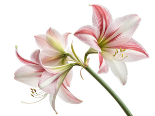 Naklejka premium Amaryllis flower blooms beautifully with striking colors and delicate petals, creating stunning display of nature artistry