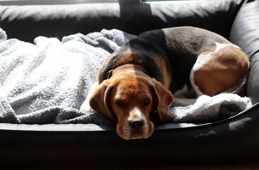 Beagle dog lying on the bed. Selective focus, shallow depth of field.