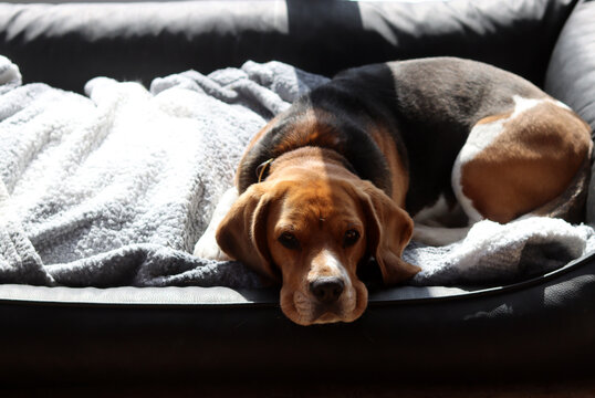 Beagle dog lying on the bed. Selective focus, shallow depth of field.