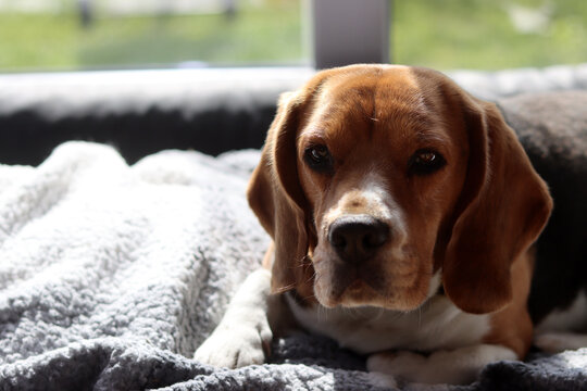 Beagle dog lying on the bed. Selective focus, shallow depth of field.
