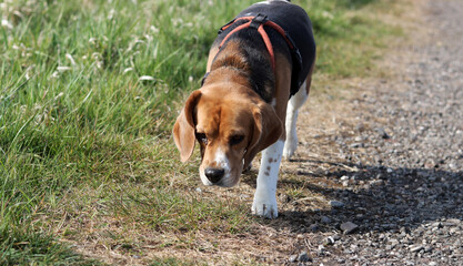 Beagle dog on a path in the meadow in the summer