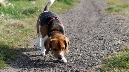 Beagle dog on a path in the meadow in the summer