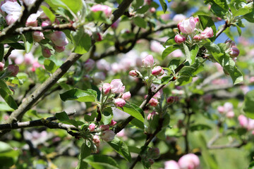 Apple blossom in spring, close-up of apple flowers.