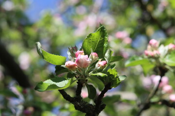 Blossoming branch of apple tree on a spring day, close-up