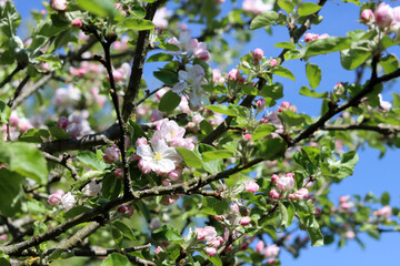Apple blossom in spring, close-up of apple flowers.