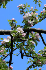 Apple blossom in spring, close-up of apple flowers.
