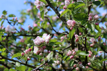 Apple blossom in spring, close-up of apple flowers.