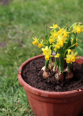 Narcissus flowers in a clay pot on a green grass