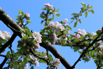 Apple blossom in spring, close-up of apple flowers.