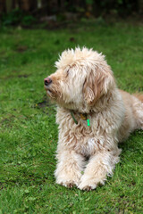 Cute Labradoodle puppy sitting on the grass in the garden