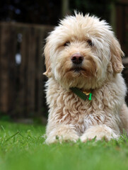 Cute Labradoodle puppy sitting on the grass in the garden