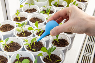 Man waters petunia seedlings with a rubber syringe. Drip irrigation. Seedlings on the windowsill