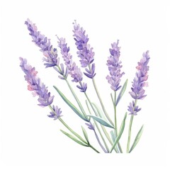 Naklejka premium a watercolor illustration of Lavenderclip art, isolated on white background Flower Floral Water Color White Background