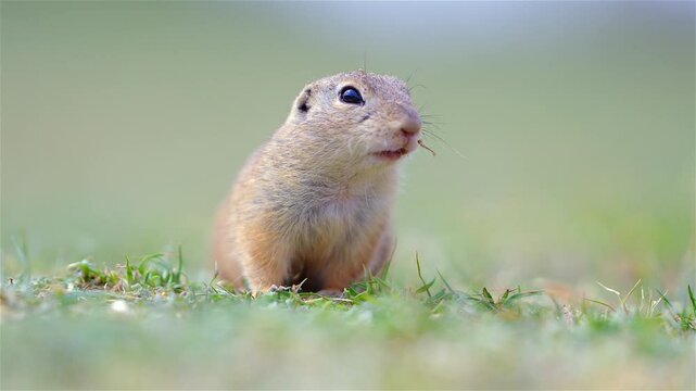 European Ground Squirrel (Spermophilus citellus) Foraging in a Sunny Meadow