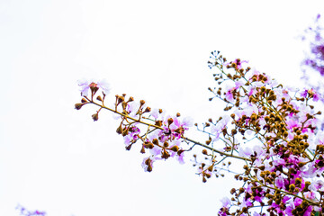 Bright and vibrant close-up of Lagerstroemia speciosa, also known as Queen's Crape Myrtle, blooming in pink and white hues with soft green foliage and a blurred sky in the background. The image captur