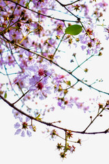Bright and vibrant close-up of Lagerstroemia speciosa, also known as Queen's Crape Myrtle, blooming in pink and white hues with soft green foliage and a blurred sky in the background. The image captur