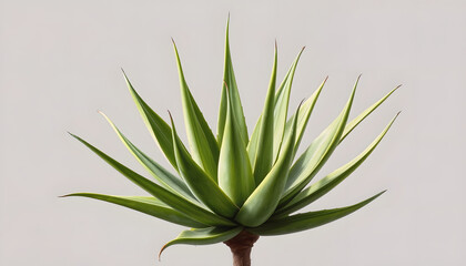 Aloe Vera isolated on transparent background, old botanical illustration, dramatic atmosphere, with white tones