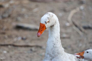 Close up head goose in nature farm garden at thailand
