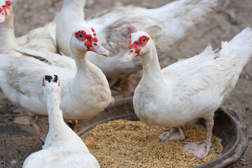 Close up Duck is eatting food in nature farm garden at thailand