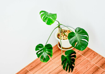 A Monstera Deliciosa houseplant in a decorative pot placed on a wooden floor, illuminated by soft...