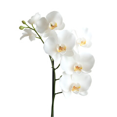 Fototapeta premium Elegant White Phalaenopsis Orchids Blooming Beautifully
