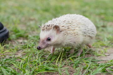 A charming hedgehog strolls across a lush green park lawn, its tiny paws brushing against dewy blades of grass. Surrounded by the soft glow of natural sunlight, the scene captures the quiet curiosity 