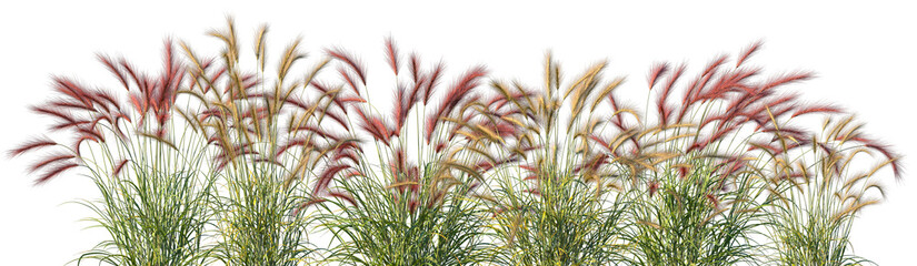 Set of Hordeum jubatum (foxtail barley, bobtail barley, squirreltail barley, intermediate barley) isolated frontal png on a transparent background perfectly cutout