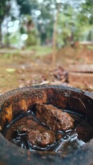 grilled fish on the grill