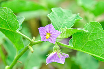 Thai Eggplant Flowers Growing on Plant in Organic Garden


