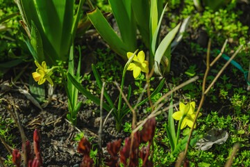 Fototapeta premium Blooming daffodils in a spring garden within the city. Macro shot of colorful flowers and petals