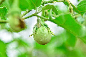 Fresh Thai Eggplants Growing on Plant in Organic Garden

