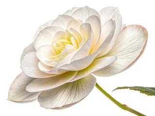 beautiful begonia flower showcases delicate petals and intricate details, radiating elegance and charm in its soft hues