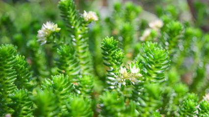 Close-up of Sedum Morganianum Succulent with Trailing Stems