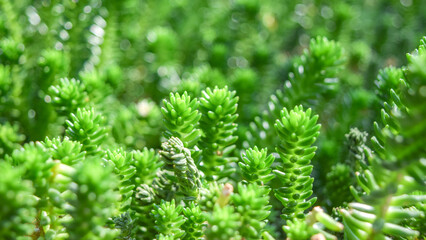 Close-up of Sedum Morganianum Succulent with Trailing Stems