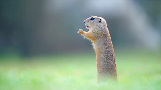 European Ground Squirrel (Spermophilus citellus) Foraging in a Sunny Meadow