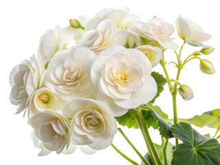 Obraz premium Beautiful begonia flowers bloom gracefully, showcasing their delicate petals and vibrant green leaves, creating serene atmosphere