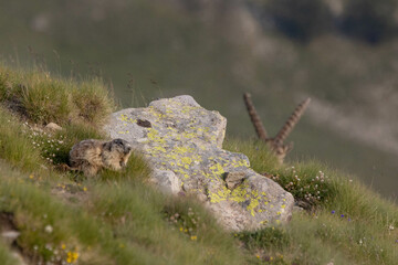 marmot and hidden ibex