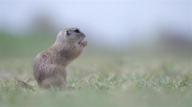 European Ground Squirrel (Spermophilus citellus) Searching for Food in a Sunny Meadow