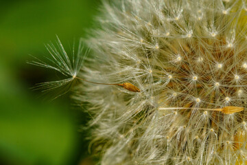 風に乗って旅立つ前のタンポポ