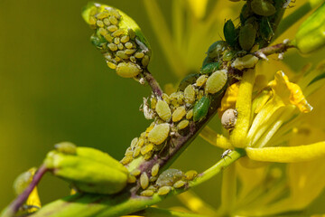 花の蜜を吸うアブラ虫