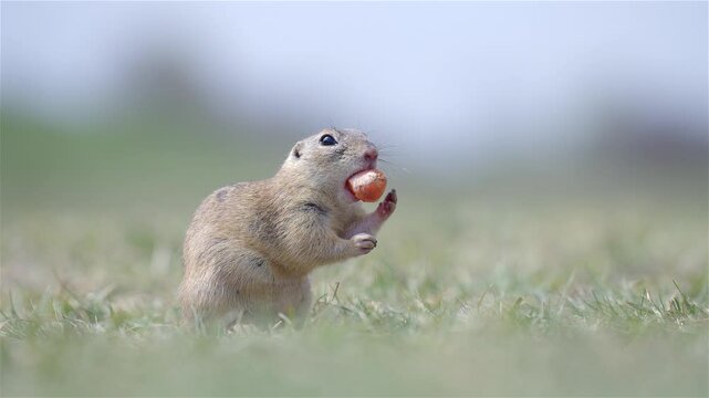 European Ground Squirrel Exploring Meadow on a Sunny Day