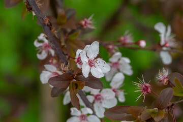 A delicate cherry blossom flower with soft white petals and a pink center blooms on a slender branch. Surrounded by young reddish leaves, it captures the fresh essence of early spring.