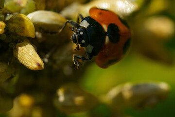 好物のアブラムシを探すテントウムシ