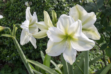 Beautiful Amaryllis flowers.