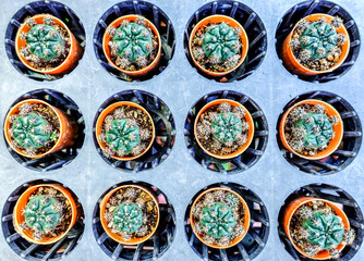 Variety of Small Cactus Plants in Plastic Pots Arranged in Rows at Garden Nursery