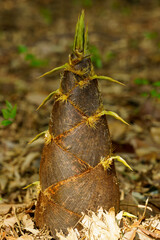 旬のタケノコが伸びてきた