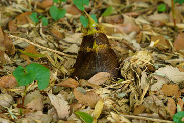 旬のタケノコが伸びてきた