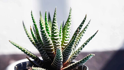 Haworthia fasciata, Concolor Zebra Plant, Minimalist Hipster Succulent