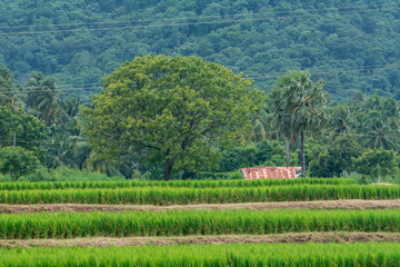 Paddy field or rice field