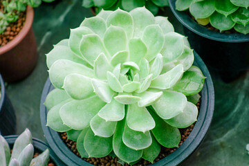 Close-up of Succulent Plants with Natural Texture and Detail